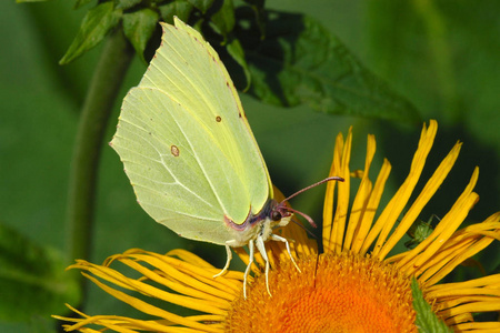 自然 开花 蝴蝶 向日葵 动物 春天 特写镜头 植物 植物区系