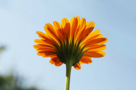 植物学 花的 花园 植物 春天 夏天 特写镜头 颜色 黛西