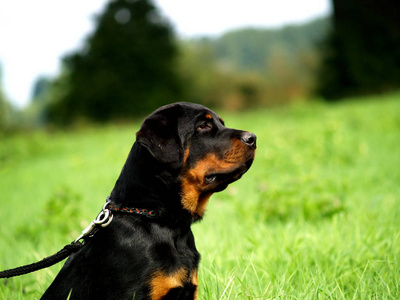 自然 纯种 哺乳动物 可爱的 犬科动物 皮带 宠物 罗特韦尔