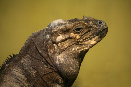 鬣蜥 自然 爬行动物 脊椎动物 动物 蜥蜴 皮肤 动物群