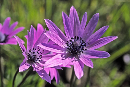 紫色 季节 开花 春天 自然 银莲花 花的 颜色 花瓣 紫罗兰