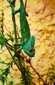 蜥蜴 植物 宠物 变色龙 伪装 动物群 分支 美丽的 野生动物