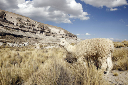 阿雷基帕 秘鲁 高原 高地 美洲驼