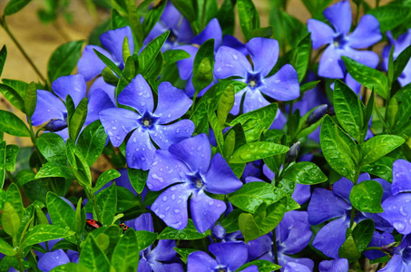 春天花园里的紫蓝色的长春花图片