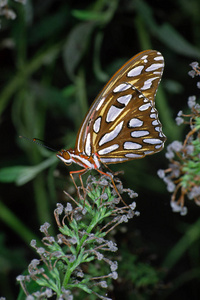 自然 迪翁 颜色 美丽的 花园 特写镜头 昆虫 野生动物