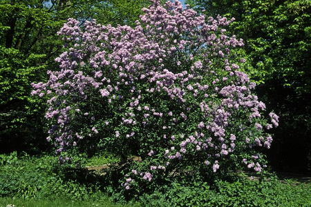 夏天 花园 软的 花的 美女 紫罗兰 浪漫的 丁香花 花瓣