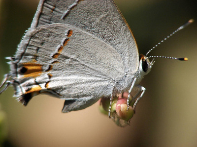 毛茸茸的 花园 蝴蝶 昆虫 软的 天线 特写镜头