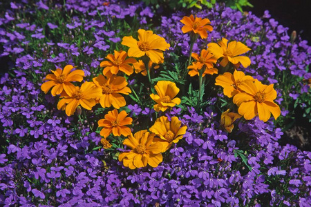 美女 夏天 春天 自然 植物 领域 季节 植物学 花瓣 花园