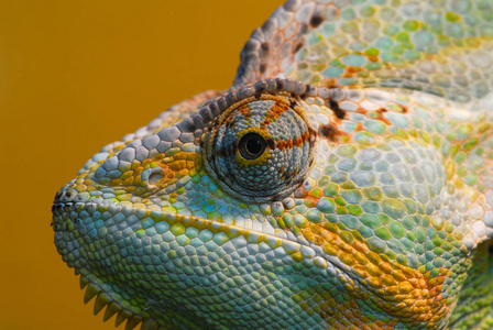 颜色 蜥蜴 伪装 动物 野生动物 美丽的 宠物 肖像 自然