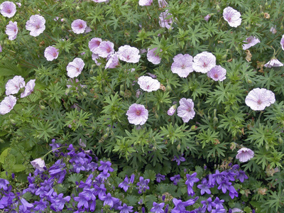 日本人 花园 植物区系 樱桃 盛开 花瓣 开花 苹果花 自然