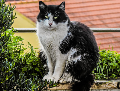 猫科动物 毛皮 基蒂 宠物 肖像 小猫 可爱的 自然 哺乳动物