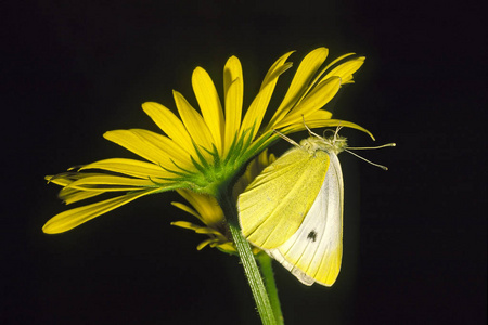 特写镜头 蝴蝶 美丽的 昆虫 春天 植物区系 美女 花的
