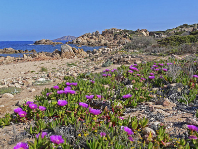 植物 海滨 意大利 科斯塔 乡村 海滩 撒丁岛 海洋 自然