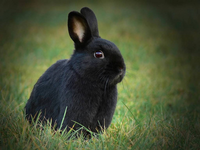 兔子 毛茸茸的 有趣的 哺乳动物 农场 野兔 春天 野生动物