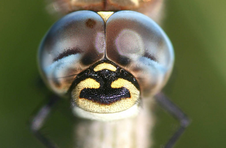 眼睛 特写镜头 蜻蜓 瞥一眼 看见 偷看