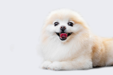 波美拉尼亚斯皮茨快乐微笑小狗躺在白色背景