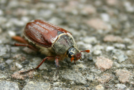 昆虫学 野生动物 甲虫 昆虫 动物 特写镜头 动物群 自然