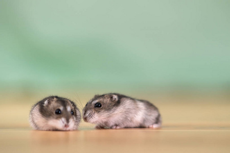 Closeup of two small funny miniature jungar hamsters sitting on 