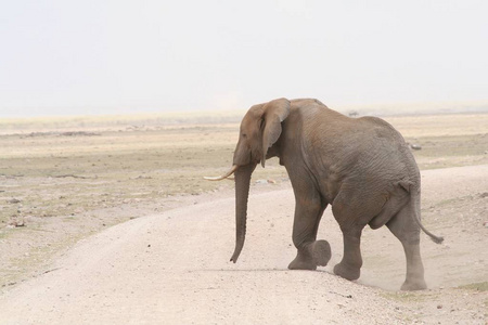 大象 动物 食草动物 纳米比亚 自然 象牙色 环境 保护