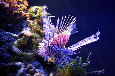 颜色 野生动物 墙纸 生态学 海的 海藻 在下面 海洋 动物