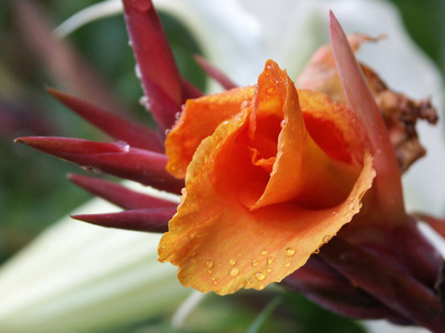 开花 特写镜头 植物 美丽的 花园 植物学 自然 花的 颜色