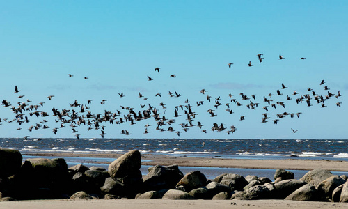 航班 天空 动物 波浪 海滩 飞行 野生动物 海岸 自然