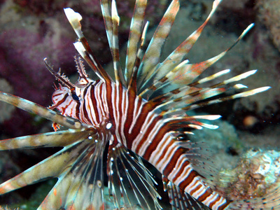 自然 海藻 墙纸 夏天 暗礁 生活 潜水 旅行 海洋 在下面