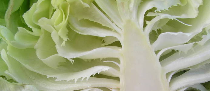 素食主义者 生菜 特写镜头 饮食 植物 自然 营养 健康