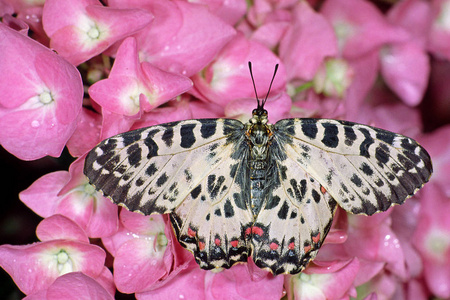 昆虫 夏天 自然 美丽的 绣球花 美女 特写镜头 蝴蝶 野生动物