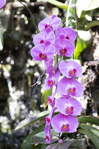 花园里美丽的粉红色兰花