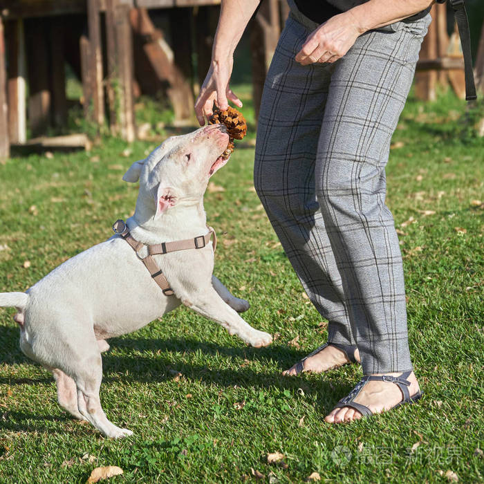 戴着马具的白牛头梗和一个女人在草地上玩耍