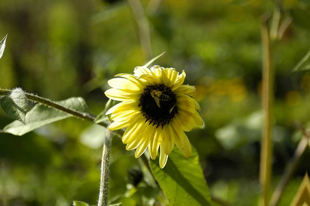田园诗 田园风格 植物 蜂蜜 蜜蜂 昆虫 自然 向日葵