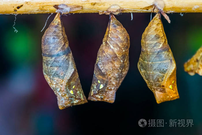 黄边巨猫头鹰蝴蝶茧的宏观特写热带昆虫物种化蛹周期