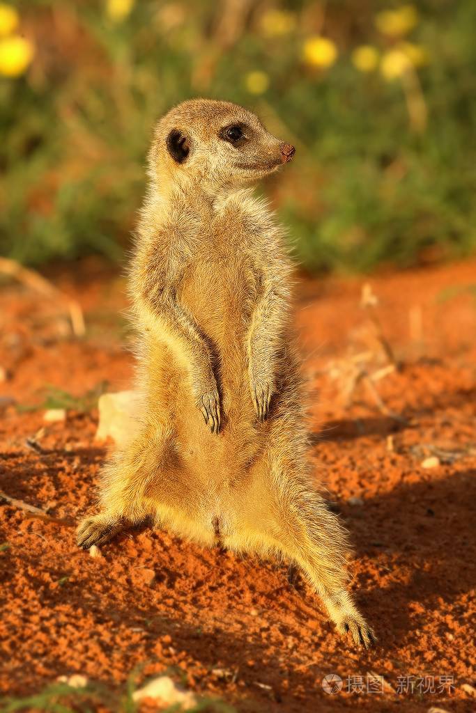 猫鼬suricatasuricatta卡拉哈里沙漠中停在红沙滩上的丁满