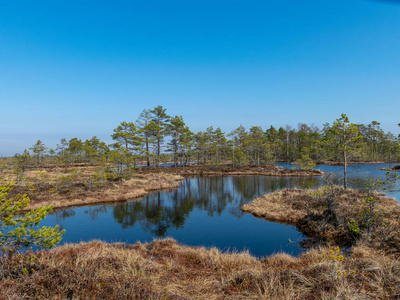 风景 秋天 自然 天空 松木 春天 森林 池塘 反射 夏天