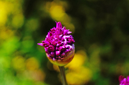 开花 紫色 盛开 领域 花瓣 植物学 紫罗兰 草地 季节