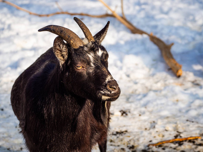 冬季山羊公像照片