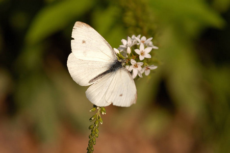 动物 繁荣的 繁荣 蝴蝶 夏天 开花 自然 昆虫 夏季 植物