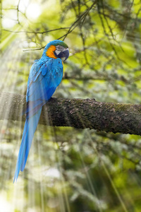 亚马逊 蓝色和金色 分支 观鸟 自然 宠物 动物园 鸟类学