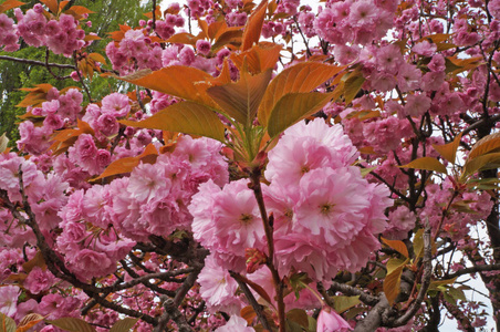 夏天 自然 开花 软的 春天 粉红色 公园 樱花 分支 特写镜头