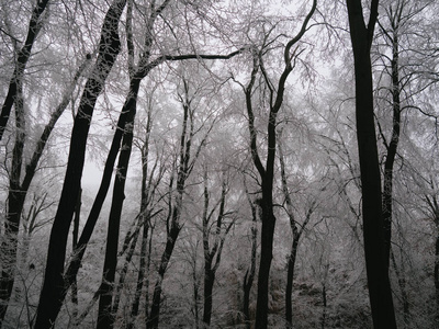 季节 冬天 公园 木材 森林 自然 林地 风景 树叶 秋天