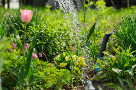 花园花坛春花栽种浇水