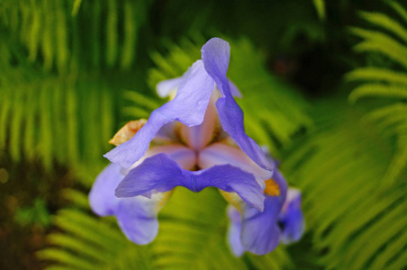 花园 植物区系 紫色 树叶 美丽的 六月 花的 虹膜 紫罗兰