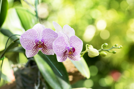 花园里美丽的粉红色兰花