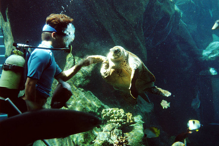 自然 水族馆 食物 潜水员 动物 海的 野生动物 生活 男人