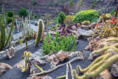 Different types of cactus in Jardin de Cactus by Cesar Manrique 