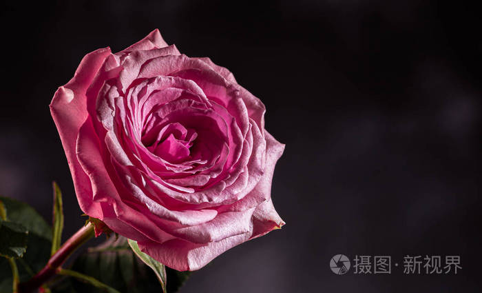 暗底粉红玫瑰色