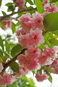 春天 美丽的 公园 夏天 季节 花园 自然 樱花 花的 分支