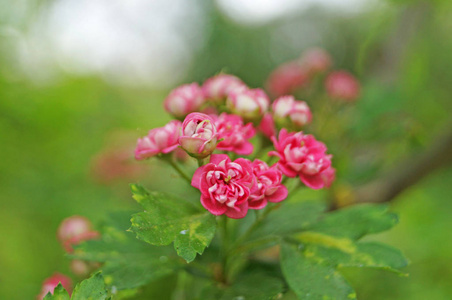 公园 植物区系 草本植物 花的 开花 美丽的 特写镜头 颜色