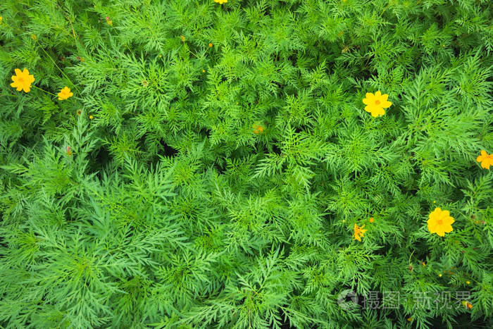热带黄花叶的俯视图
